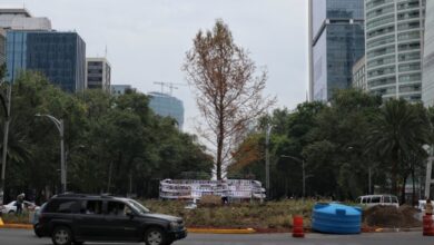 Ahuehuete de Reforma no está muerto, está en "adaptación", afirman