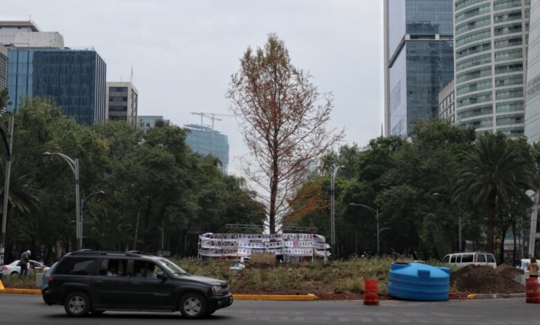 Ahuehuete de Reforma no está muerto, está en "adaptación", afirman