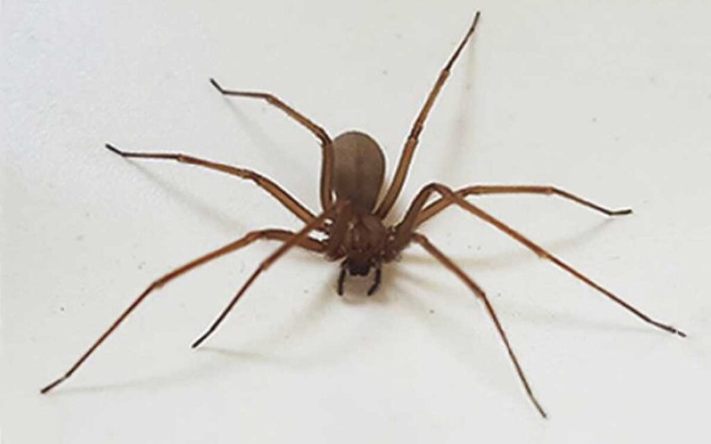 Alertan por presencia de araña violinista en CDMX, Edomex y Tlaxcala; lo que hay que saber