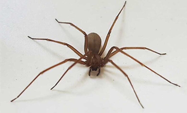 Alertan por presencia de araña violinista en CDMX, Edomex y Tlaxcala; lo que hay que saber