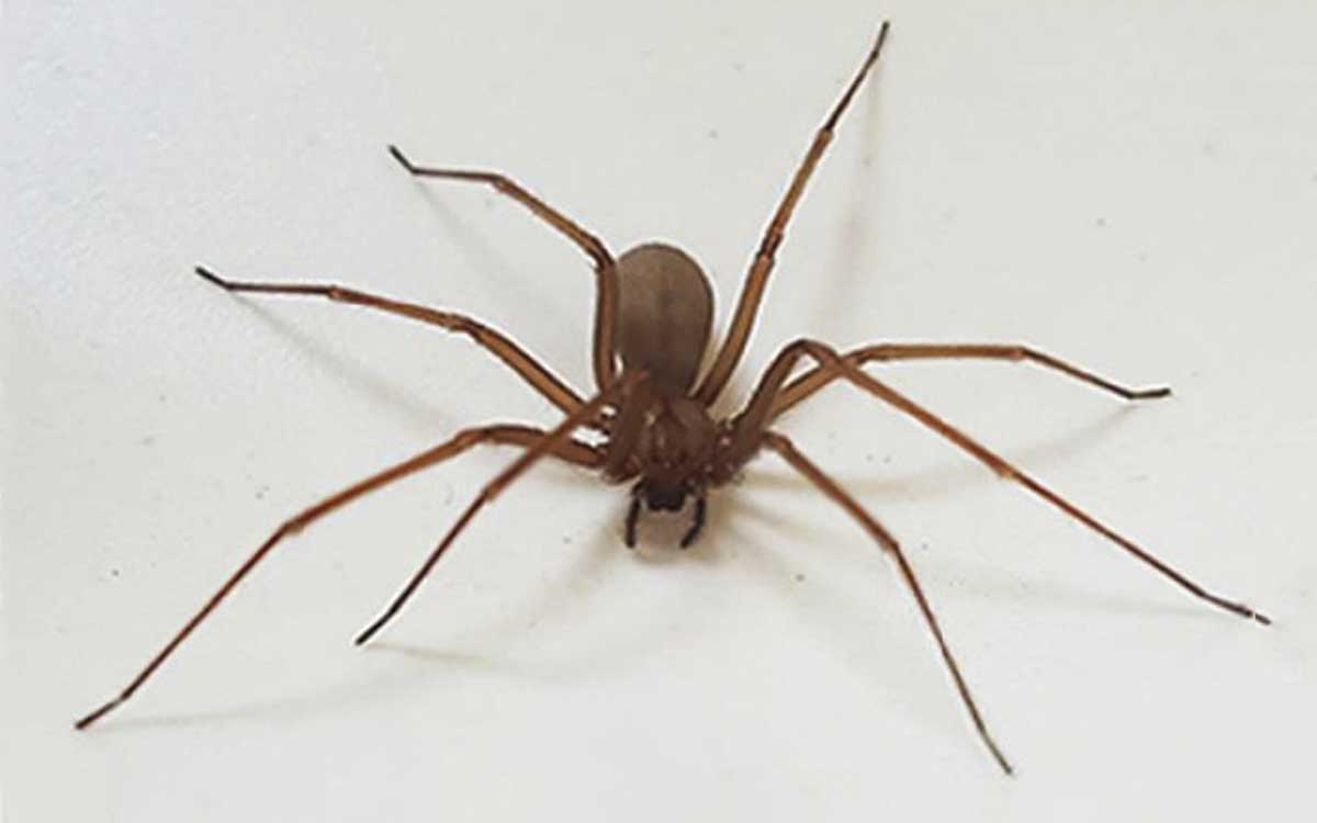 Alertan por presencia de araña violinista en CDMX, Edomex y Tlaxcala; lo que hay que saber