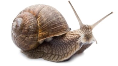 Apenas superando a los caracoles, los legisladores estadounidenses evalúan regular las criptomonedas