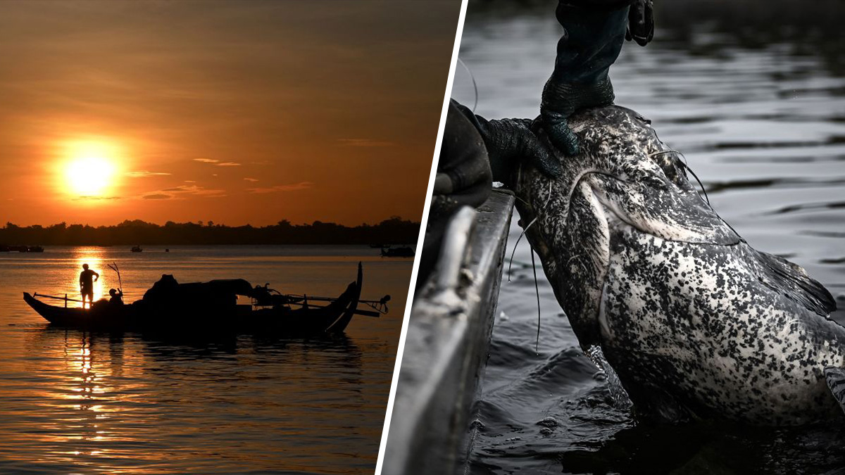 Capturan en Camboya el pez de agua dulce más grande del mundo