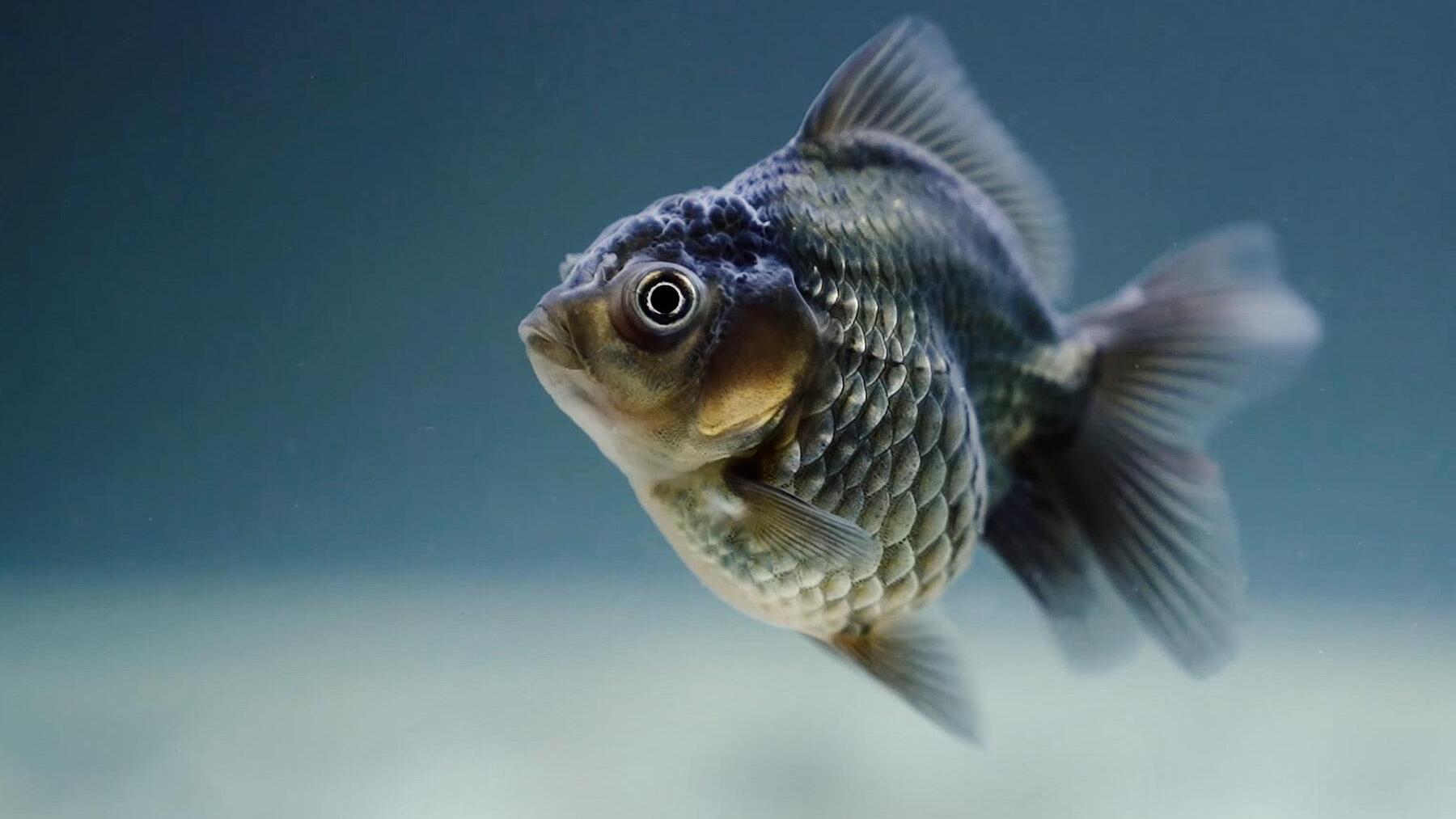 Cómo respiran los peces bajo el agua
