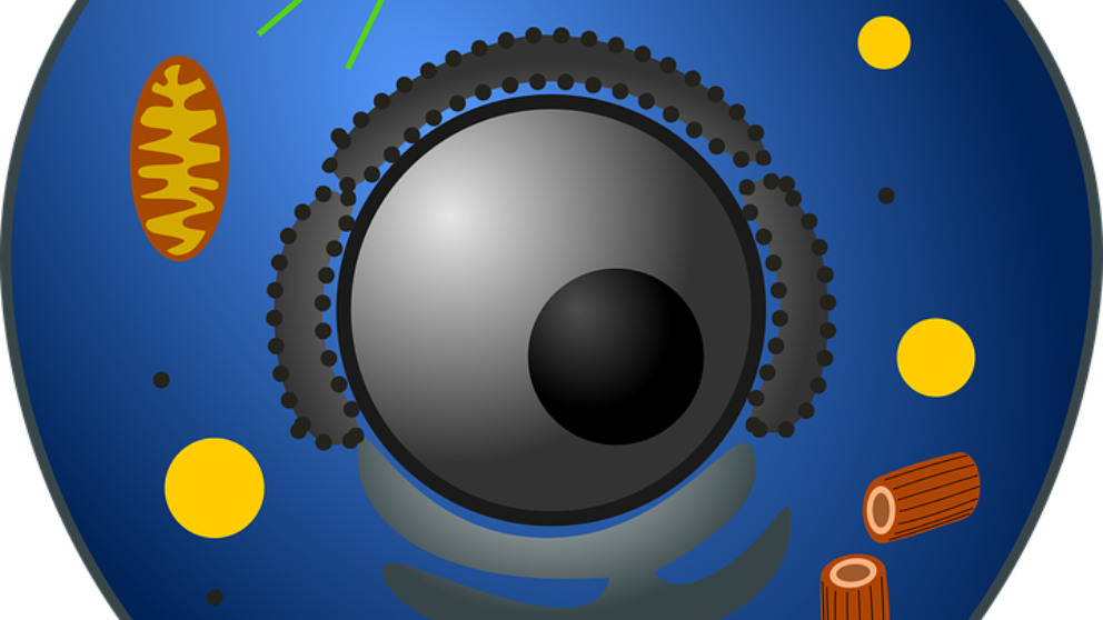 Conoce el origen de las células eucariotas