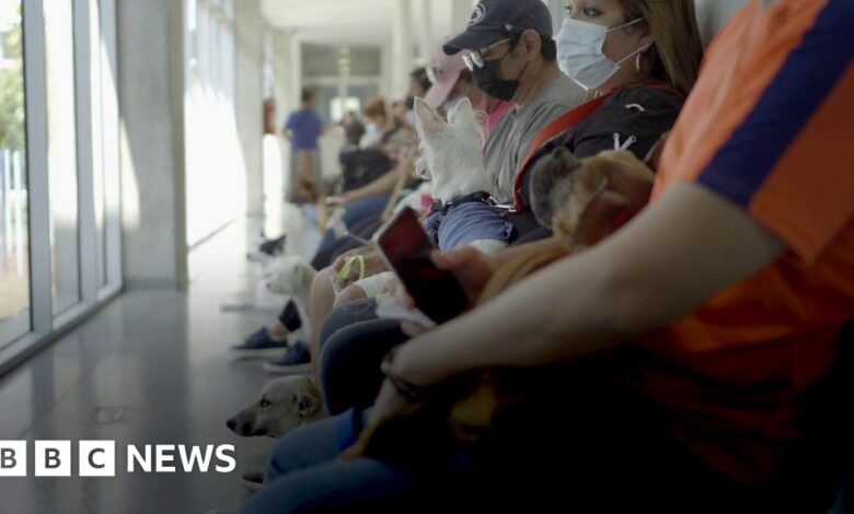 El Salvador's Bitcoin pet hospital