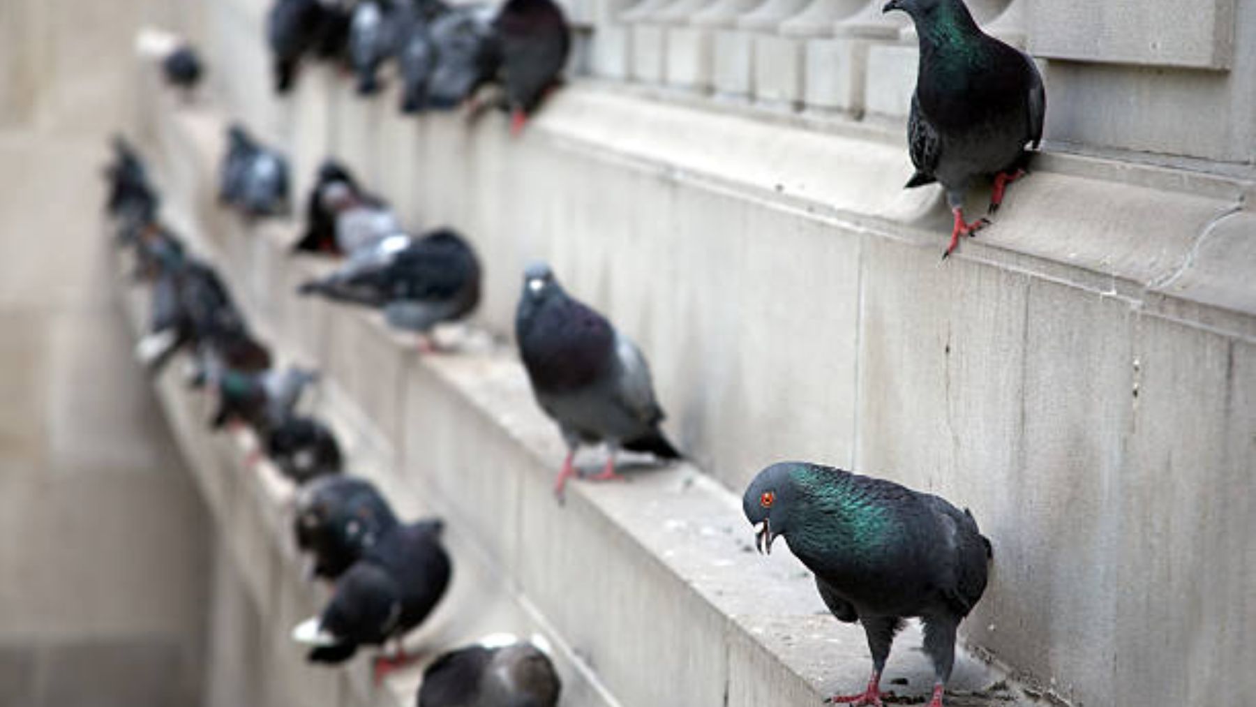 El remedio para quitar los excrementos de paloma del balcón o terraza