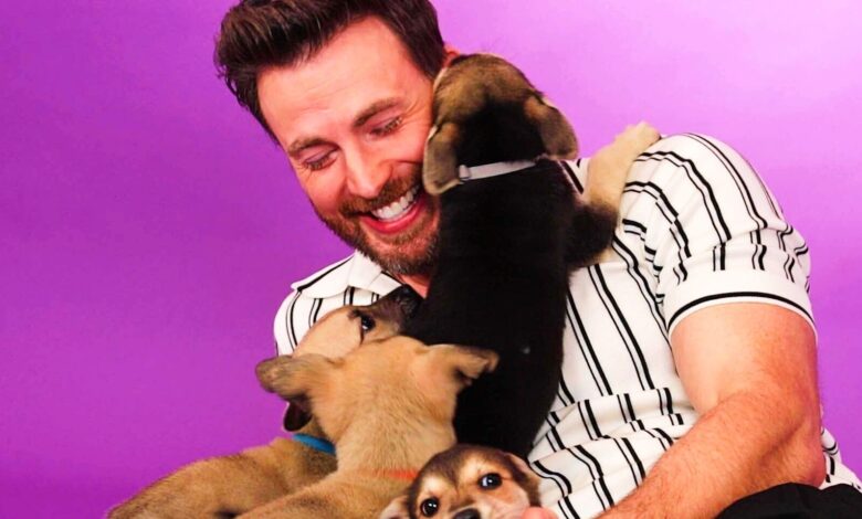 Entrevista al cachorro de Chris Evans: Míralo intentar y fallar al responder preguntas