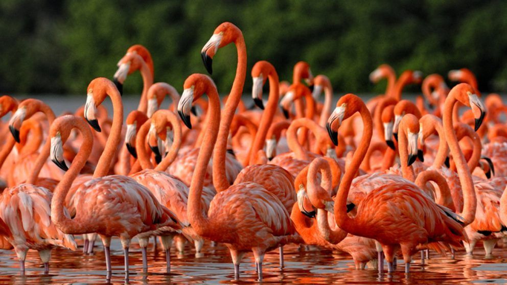 Flamencos: Las curiosidades más interesantes
