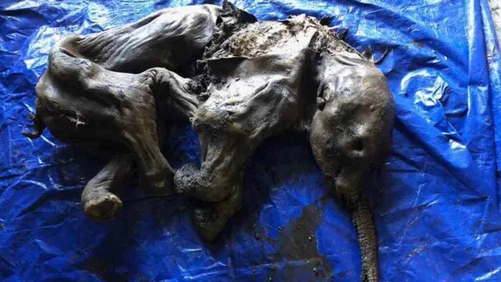 Hallada en Canadá una cría de mamut en excepcional estado de conservación