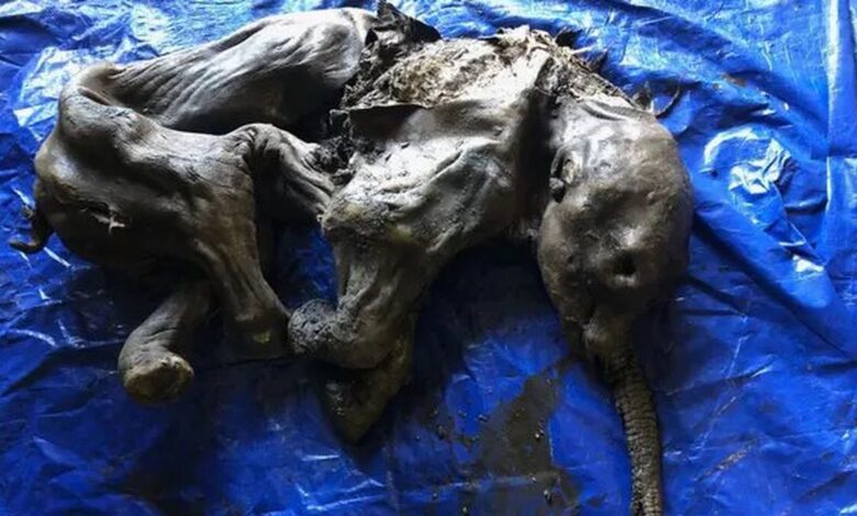 Hallada en Canadá una cría de mamut en excepcional estado de conservación