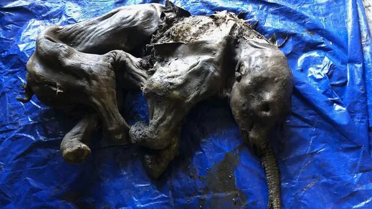 Hallada en Canadá una cría de mamut en excepcional estado de conservación