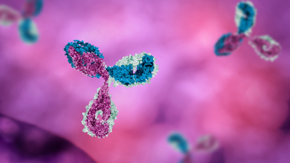 Inmunocomplejo: Definición y características