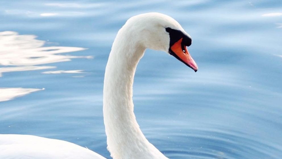 Las curiosidades de los cisnes más interesantes