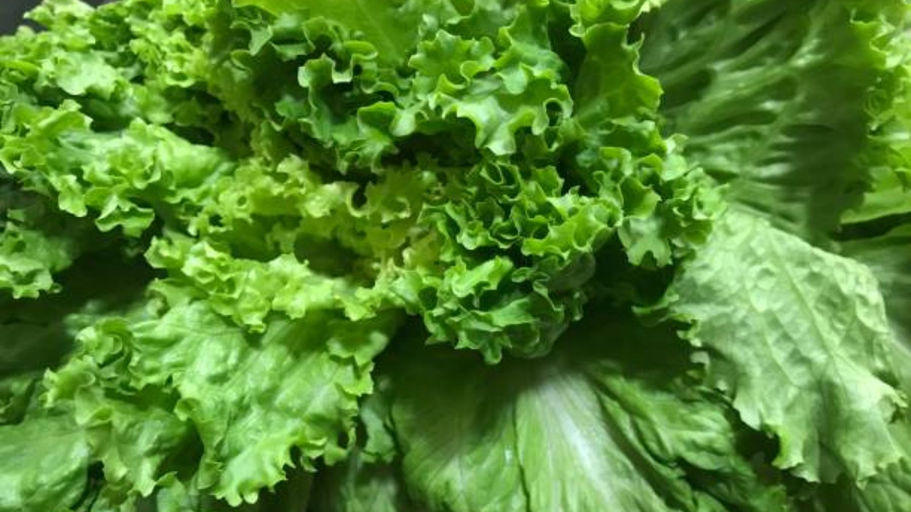 Lechuga fresca y crujiente durante 3 semanas este es el truco