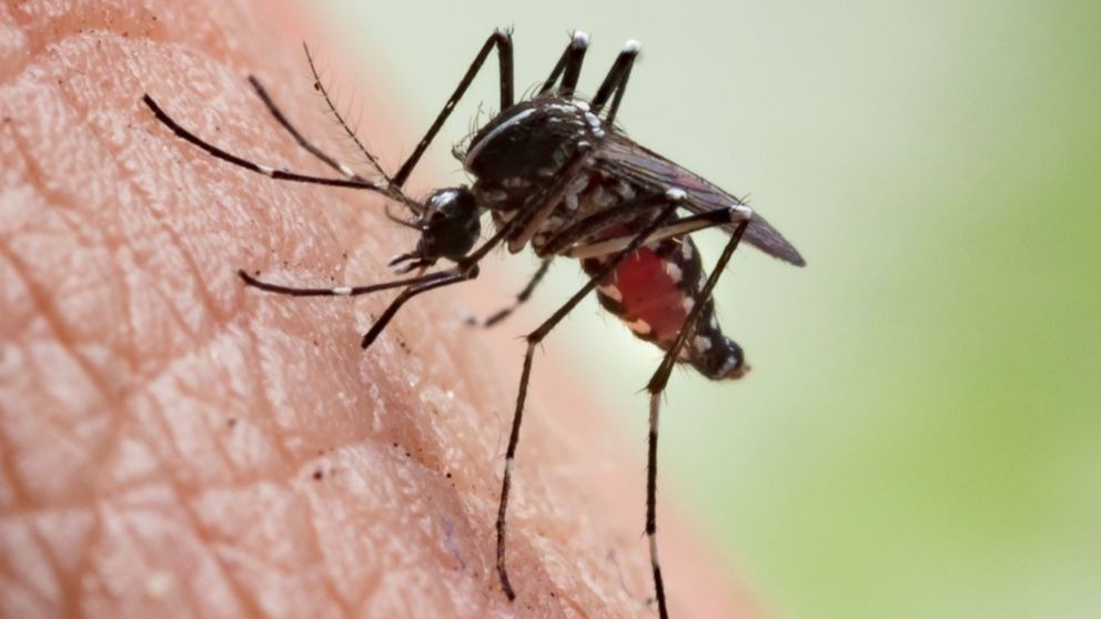 Los 5 animales que más humanos matan al año