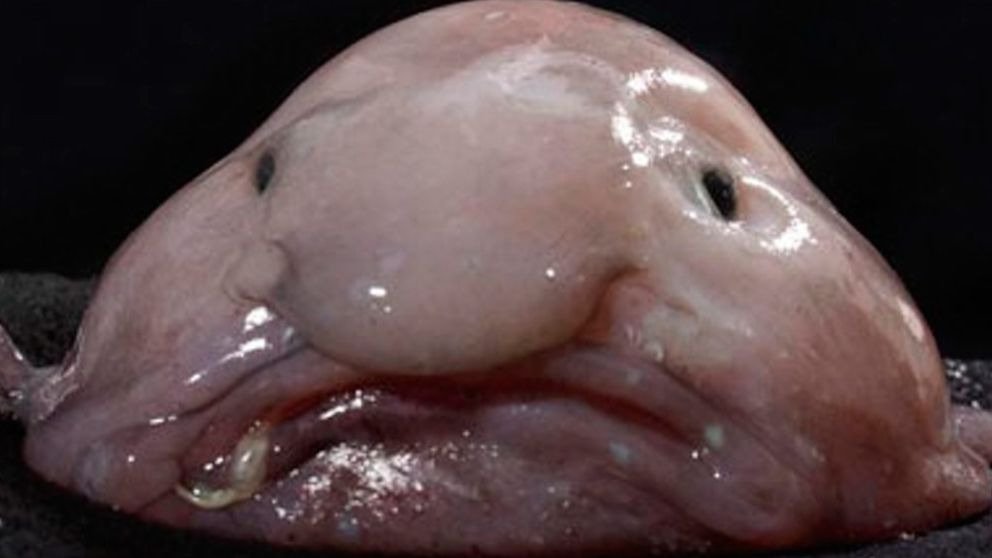 Los animales más feos del mundo