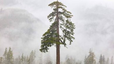 Los bosques son un activo multimillonario. Vibrant Planet apuesta a que SaaS puede salvarlos