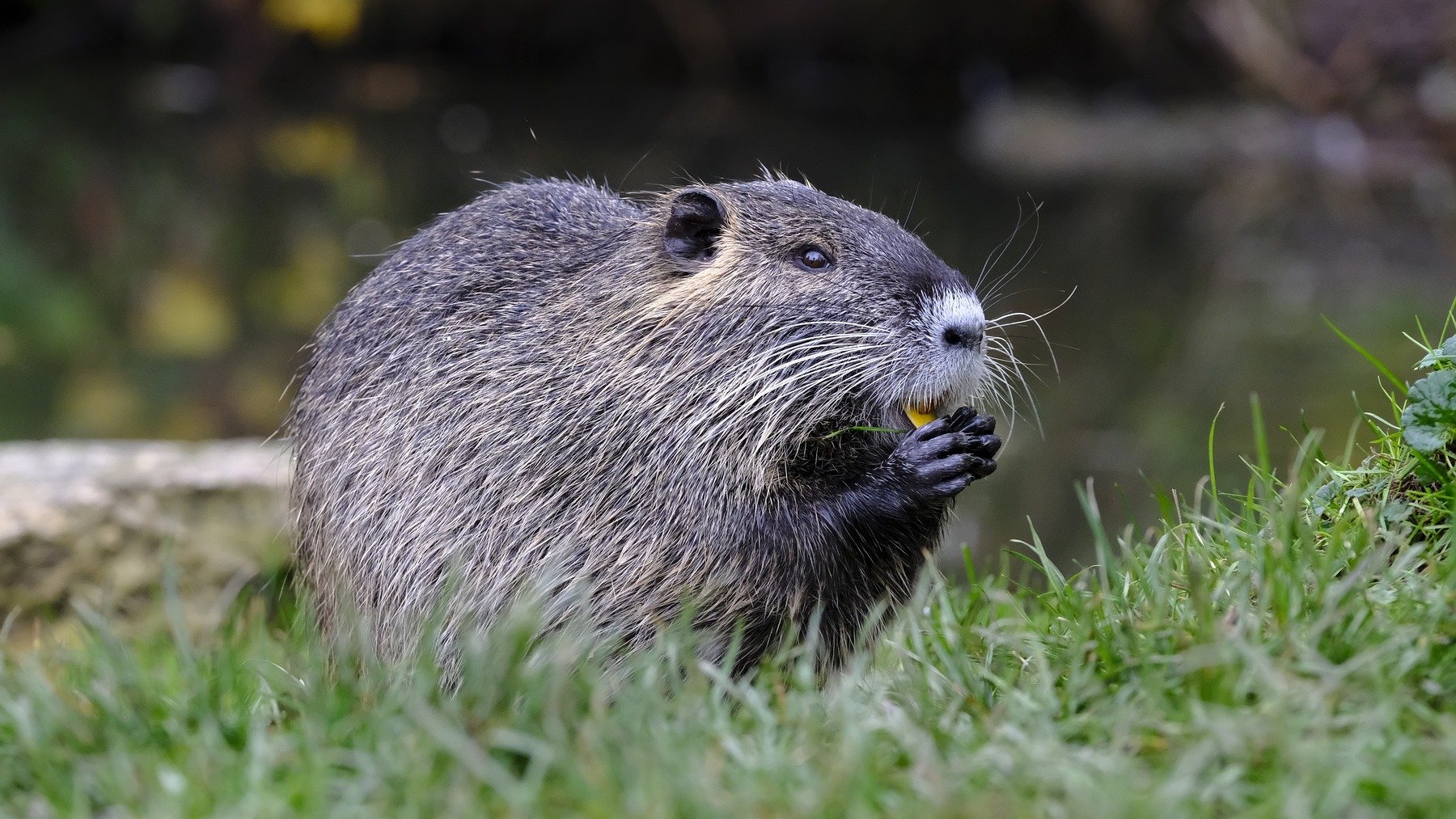 Los datos más sorprendentes del castor