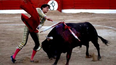 Nayarit carece de facultades para declarar peleas de gallos y corridas de toros como patrimonio cultural, concluye la Corte