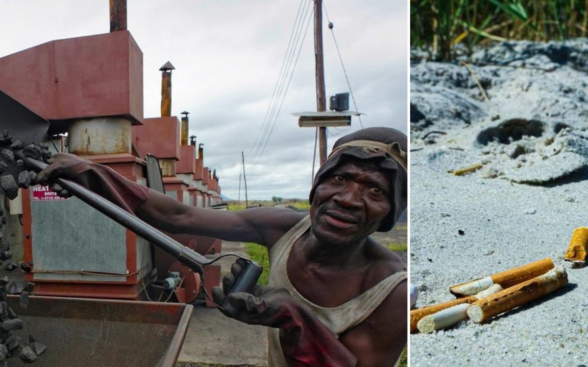 Países de renta baja y media producen el mayor costo ambiental por industria del tabaco: OMS