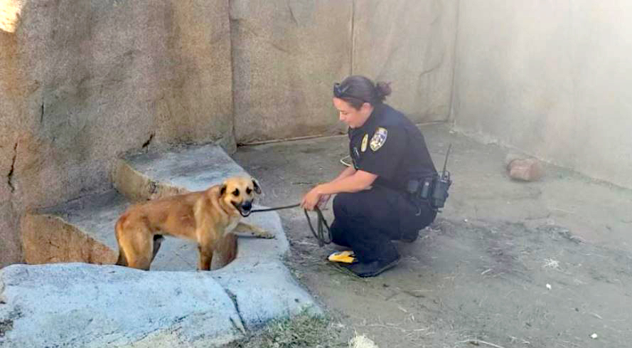 Perro callejero atrapado en recinto de gorilas en Parque Safari