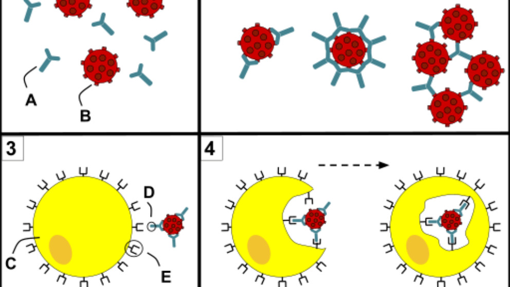 Qué es la opsonización mediada por anticuerpos y cómo se desarrolla