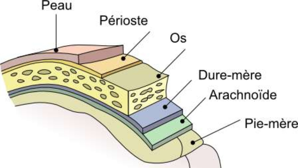 Qué son las meninges del SNC y para qué sirven