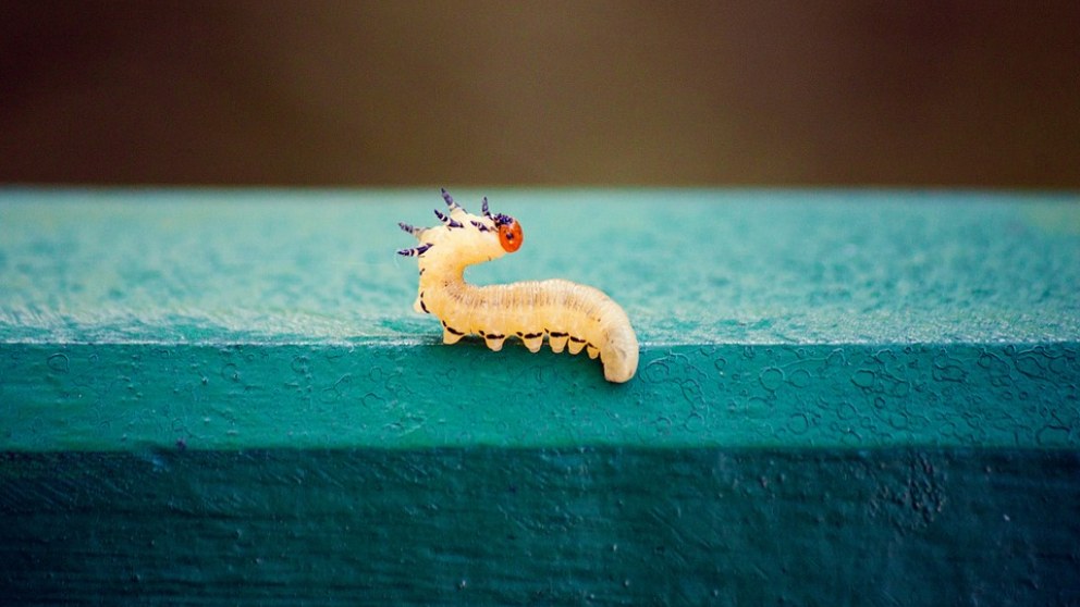 Qué son los poliquetos y cuáles son sus características