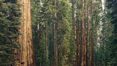 Vibrant Planet recauda una ronda inicial de $ 17 millones para hacer crecer la restauración forestal SaaS