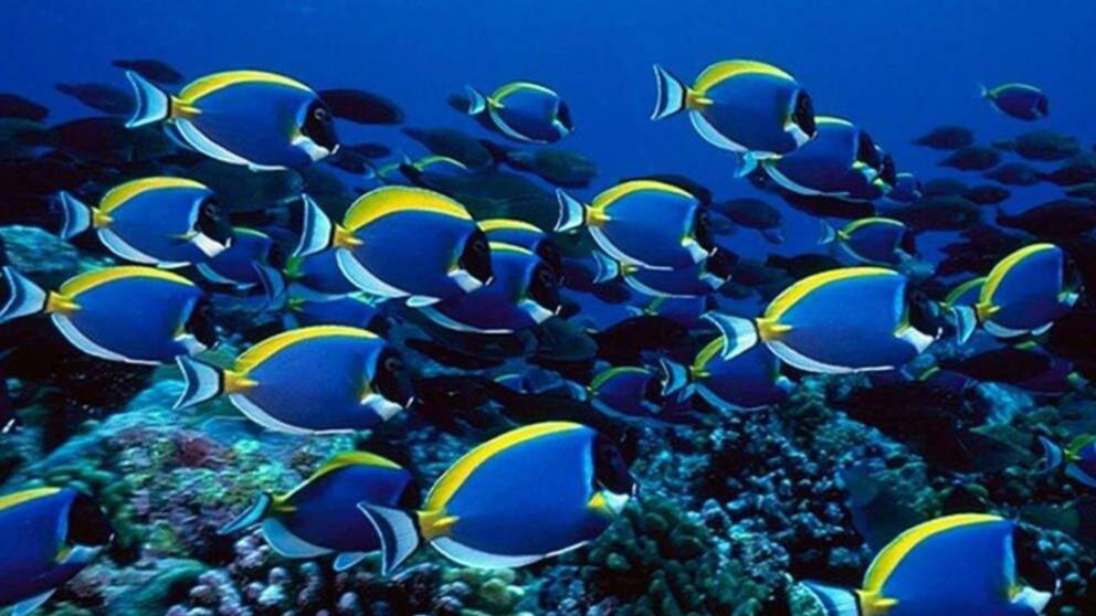 ¿Cómo se reproducen los peces? Tipos