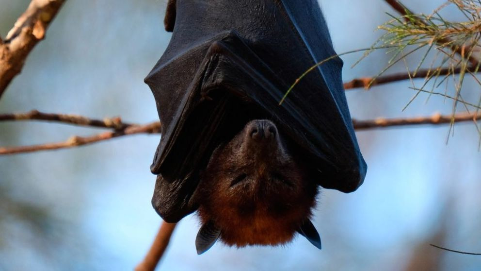 ¿Cuál es el único mamífero capaz de volar?