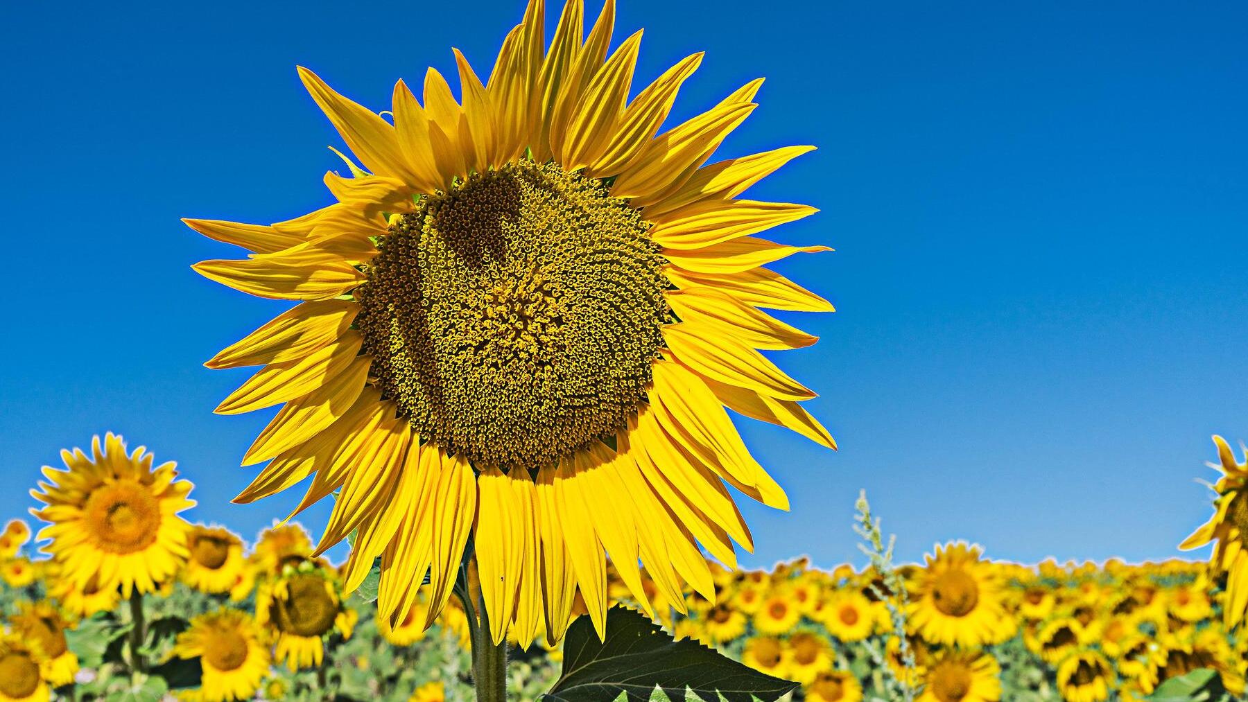 ¿Por qué España es el único país donde se comen pipas?