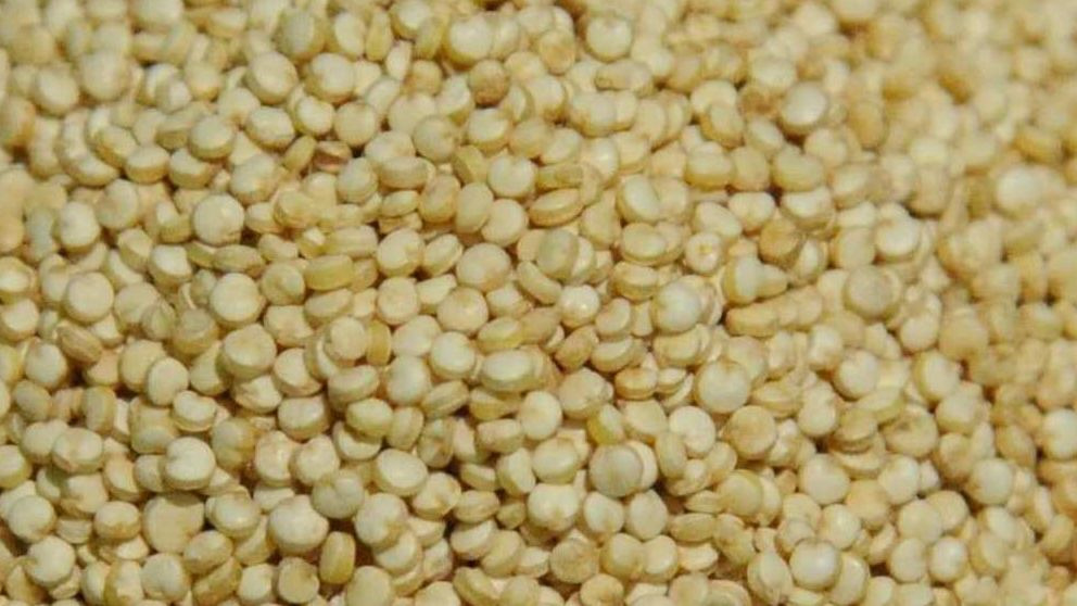 ¿Qué es la quinoa y qué beneficios tiene?