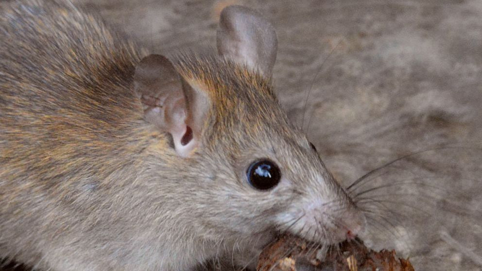 ¿Qué es la rata negra? Características