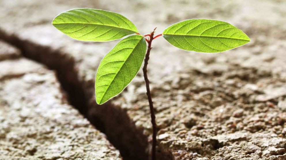 ¿Qué es la resiliencia y cómo ser más resiliente?