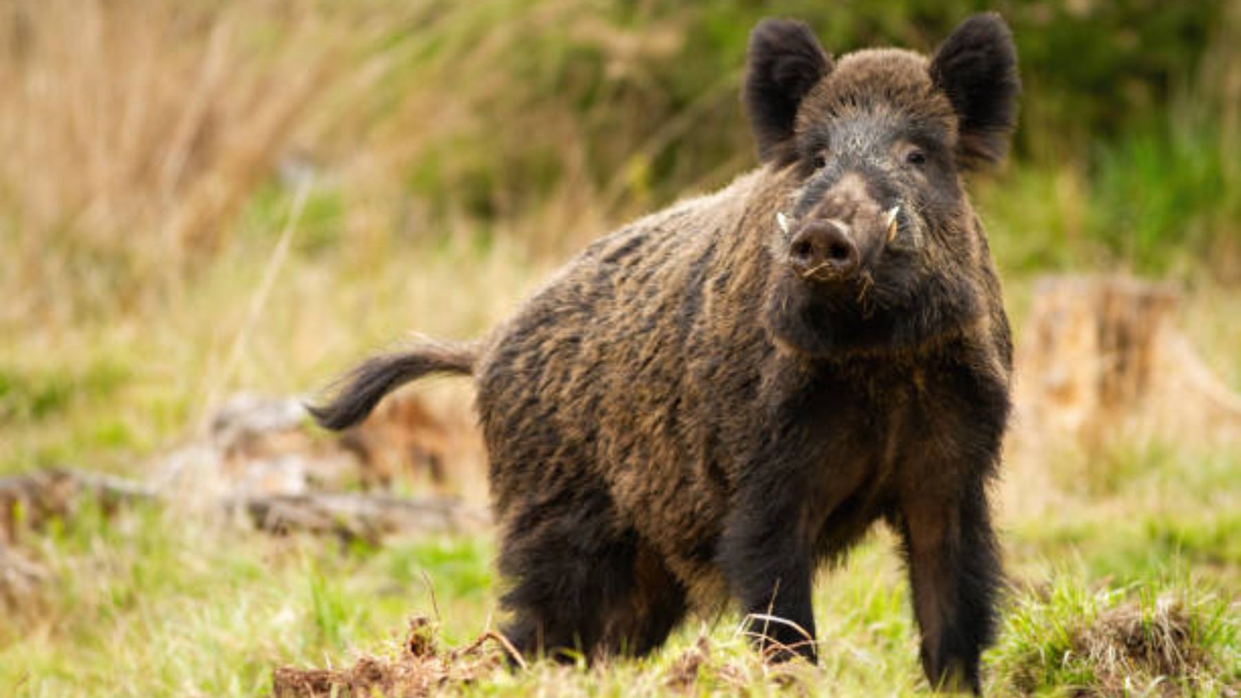 ¿Qué hacer si te encuentras con un jabalí por el bosque?