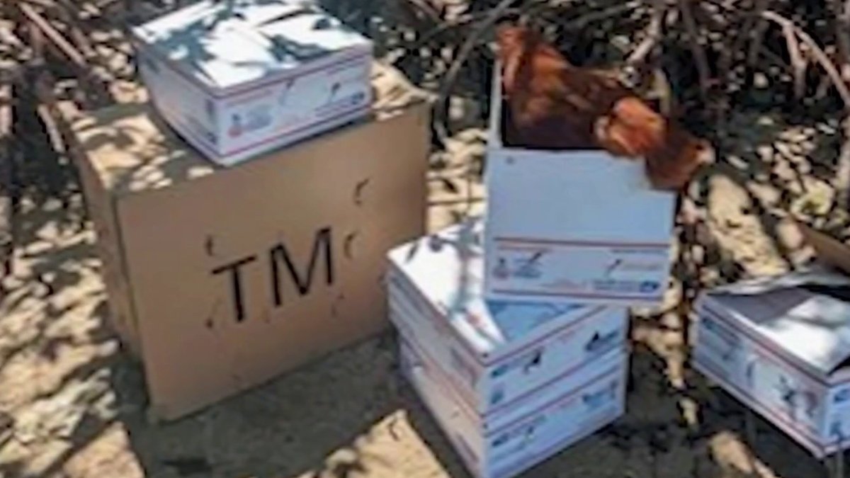 Multan a hombre de Hialeah de sacrificar animales en playa de Virginia Key