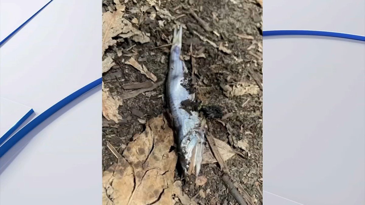 llueven peces en San Francisco