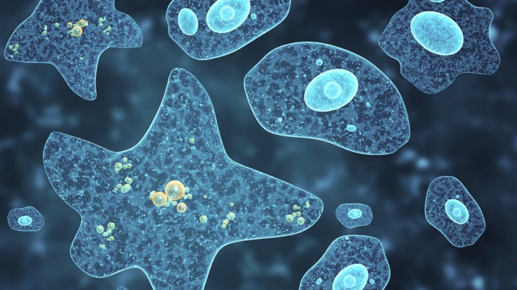 ameba “comecerebros” obliga a cierre de playa donde nadó un turista que acabó en hospital