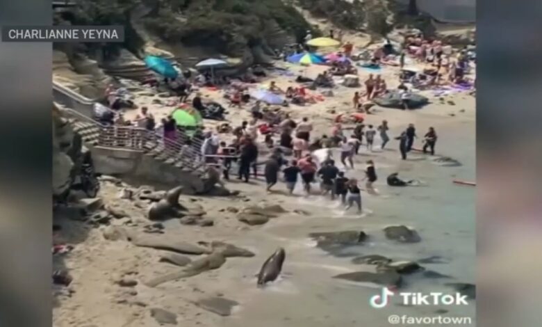 leones marinos atacan a bañistas en San Diego