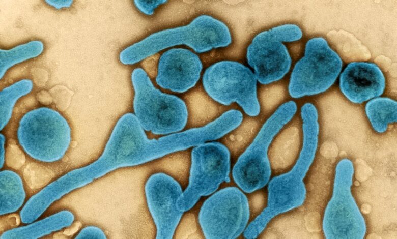 OMS informa de brote de virus de Marburgo que ya causó dos muertes en Ghana