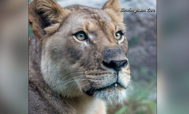 León mata a una leona ni bien se la presentan en un zoológico en Alabama