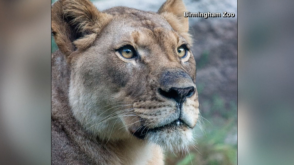 León mata a una leona ni bien se la presentan en un zoológico en Alabama