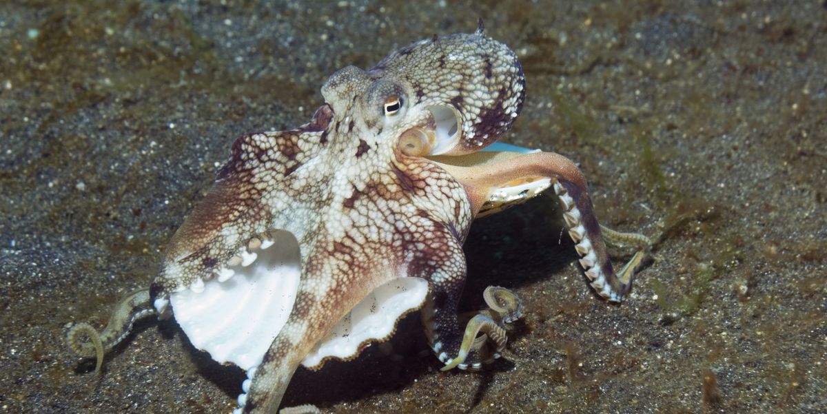 Estos guantes cuelgan como un pulpo