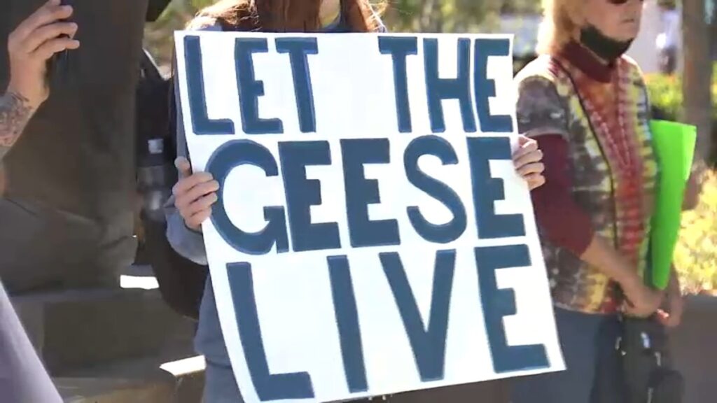 Indignación ante matanza de gansos en Foster City