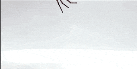 Los científicos están convirtiendo patas de araña muertas en pinzas, lo que definitivamente es combustible de pesadilla