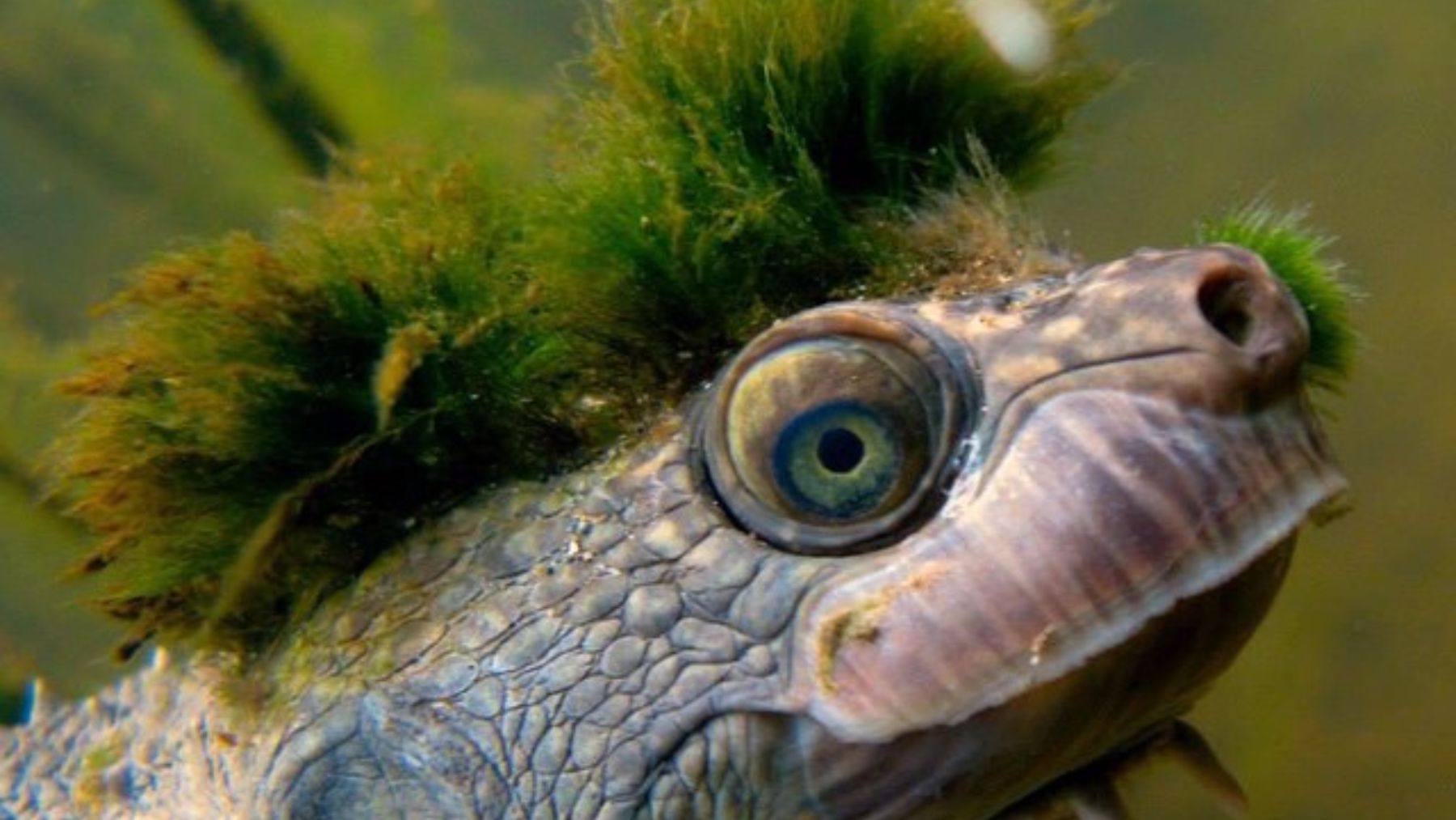 Así es la tortuga ‘punk’, que está en peligro de extinción