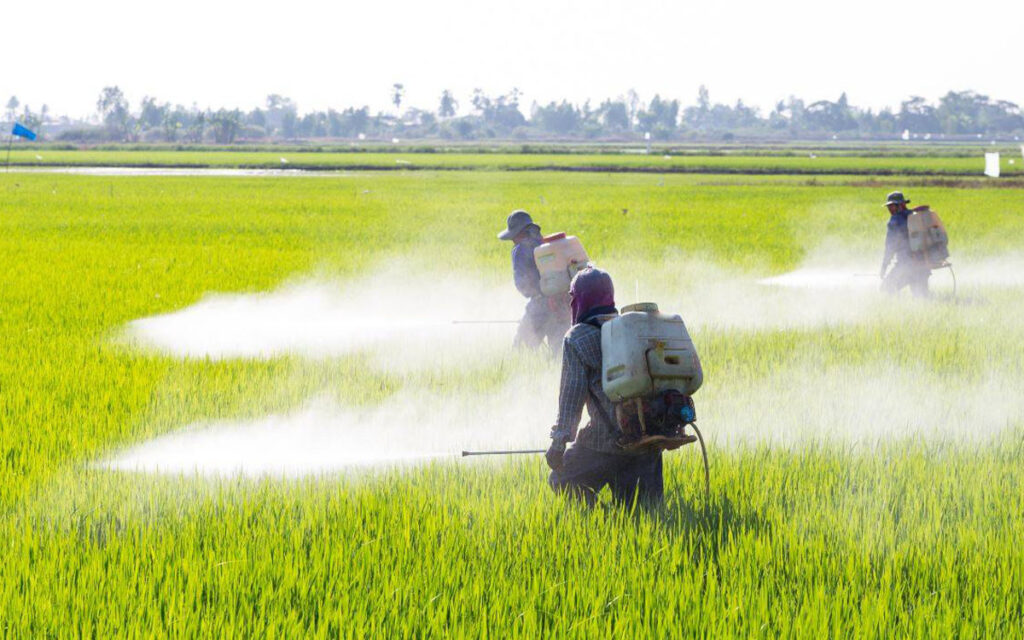 Amparo a Monsanto para sembrar transgénicos y usar glifosato, amenaza soberanía alimentaria y derechos humanos: Sin Maíz No hay País