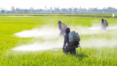 Amparo a Monsanto para sembrar transgénicos y usar glifosato, amenaza soberanía alimentaria y derechos humanos: Sin Maíz No hay País